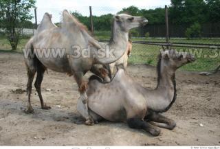 Camel poses 0003