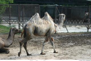 Camel poses 0011