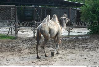 Camel poses 0012