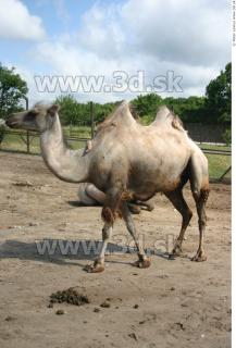Camel poses 0013