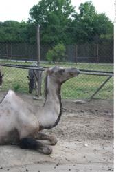 Camel poses