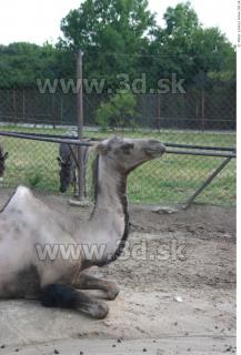 Camel poses 0014