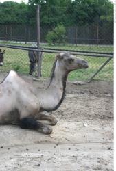 Camel poses
