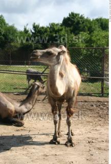 Camel poses 0019