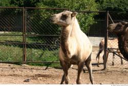 Camel poses