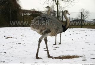 Emus 0003