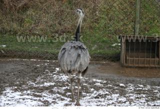 Emus 0008