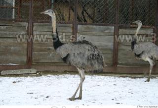 Emus 0011