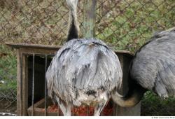 Emus