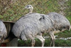 Emus