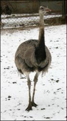 Emus