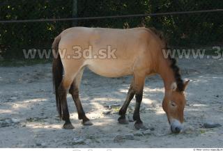 HorseZOO poses 0013