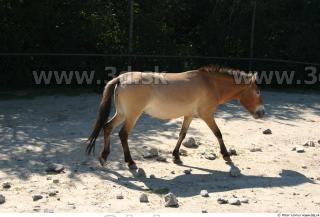 HorseZOO poses 0015