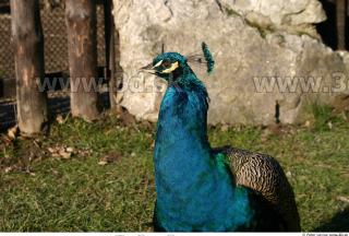 Peacock 0016