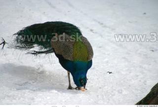 Peacock2 0005