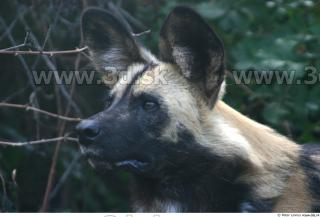 Hyena 0016