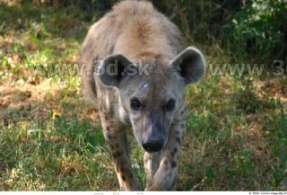 Hyena2 0011