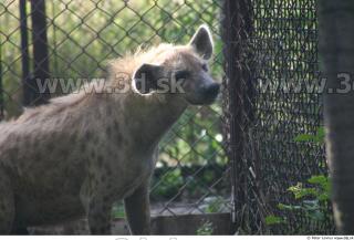 Hyena2 0015
