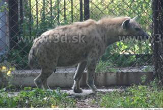 Hyena2 0020