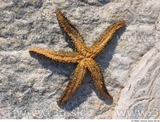 Starfish 0009