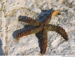 Starfish 0019