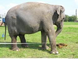 Whole Body Elephant
