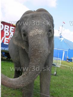 Elephant II 0012