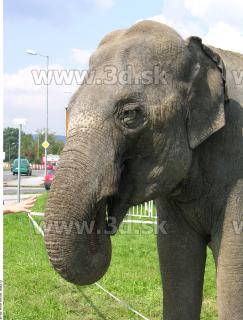 Elephant II 0015