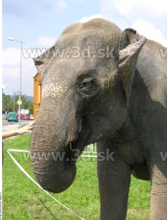 Elephant II 0017