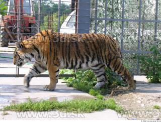 Tiger poses 0001