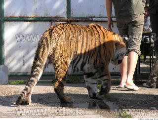 Tiger poses 0010