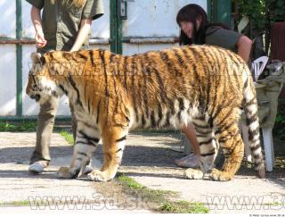 Tiger poses 0011