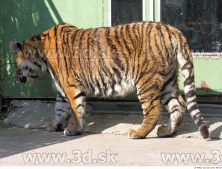 Tiger poses 0013
