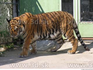 Tiger poses 0014