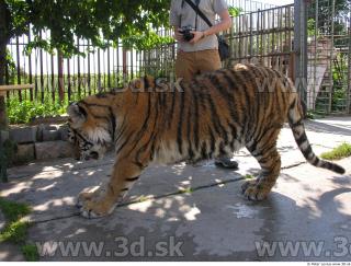 Tiger poses 0015
