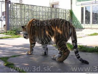 Tiger poses 0016