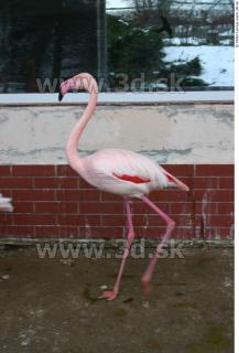 Flamingos 0001
