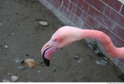 Head Flamingos