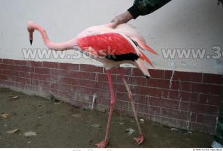 Flamingos 0009