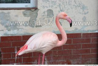 Flamingos 0010