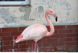 Flamingos 0011