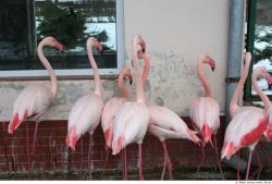 Whole Body Flamingos