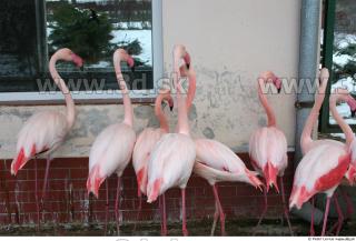 Flamingos 0015