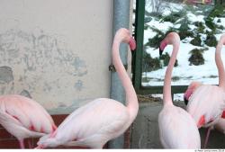 Upper Body Flamingos