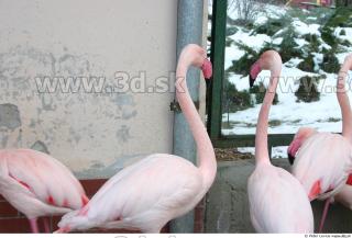 Flamingos 0018