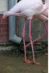 Leg Flamingos