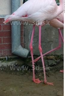 Flamingos 0019
