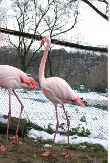 Flamingos 0020