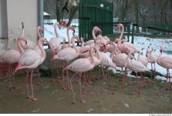 Whole Body Flamingos