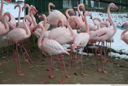 Whole Body Flamingos